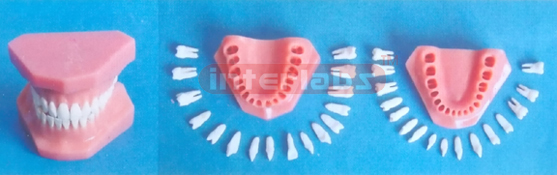 NORMAL RESIN DENTAL WITH All TEETH DISSECTIBLE